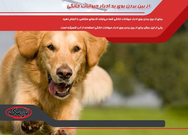 قالیشویی در شمس آباد